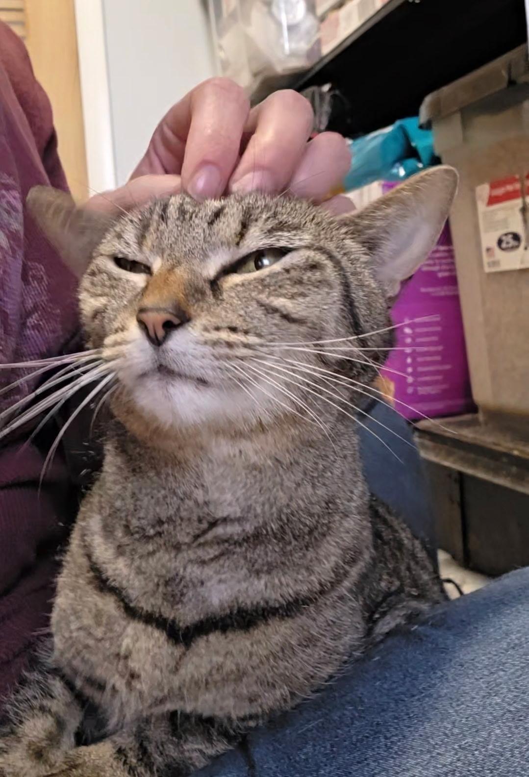 Enlarge Mariah, an adoptable Domestic Short Hair in Reisterstown, MD image 4/6