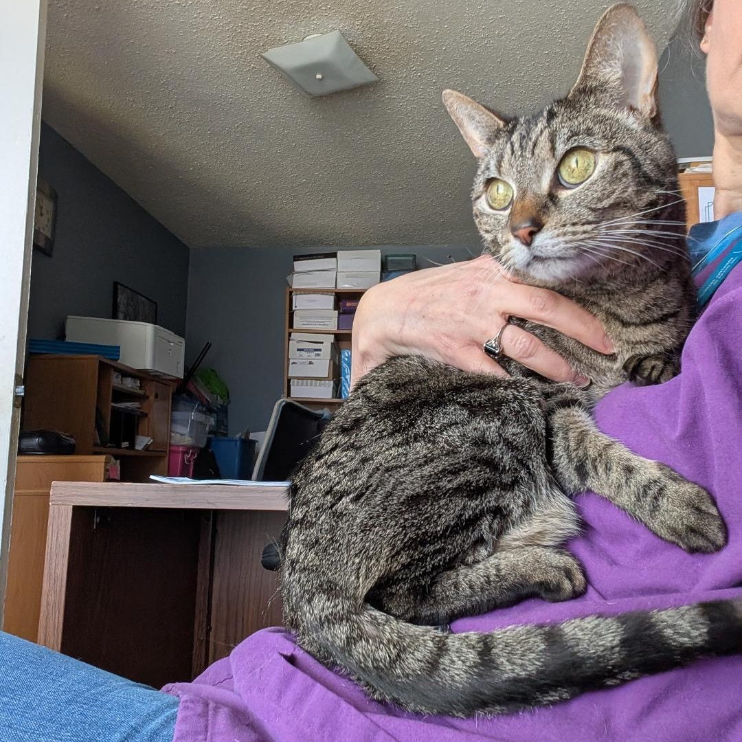 Enlarge Mariah, an adoptable Domestic Short Hair in Reisterstown, MD image 6/6