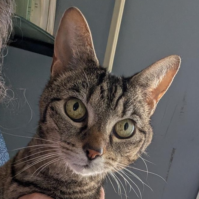 Mariah, adoptable, Young Female Domestic Short Hair.