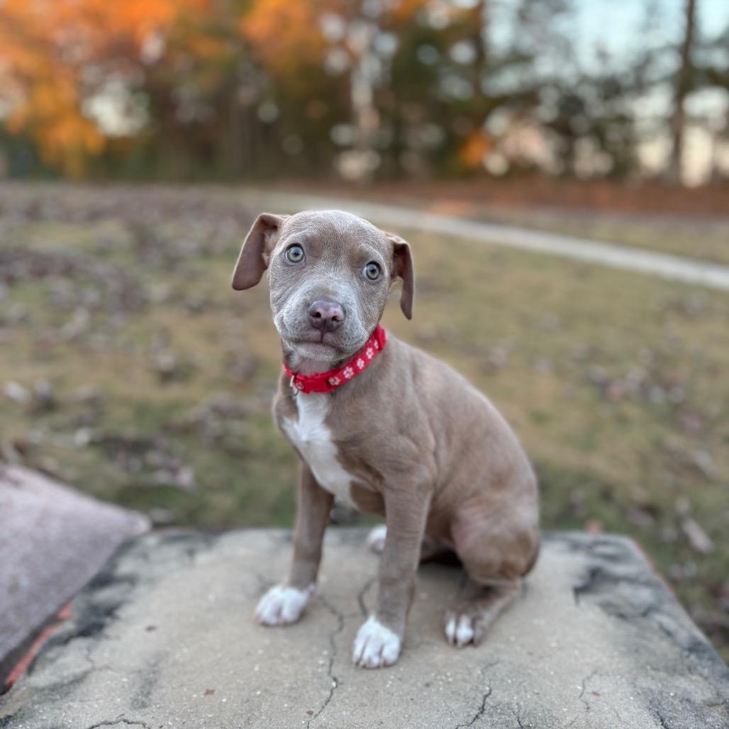 Shelley, a Adoptable mixed breed in Odenville, AL image 1/5
