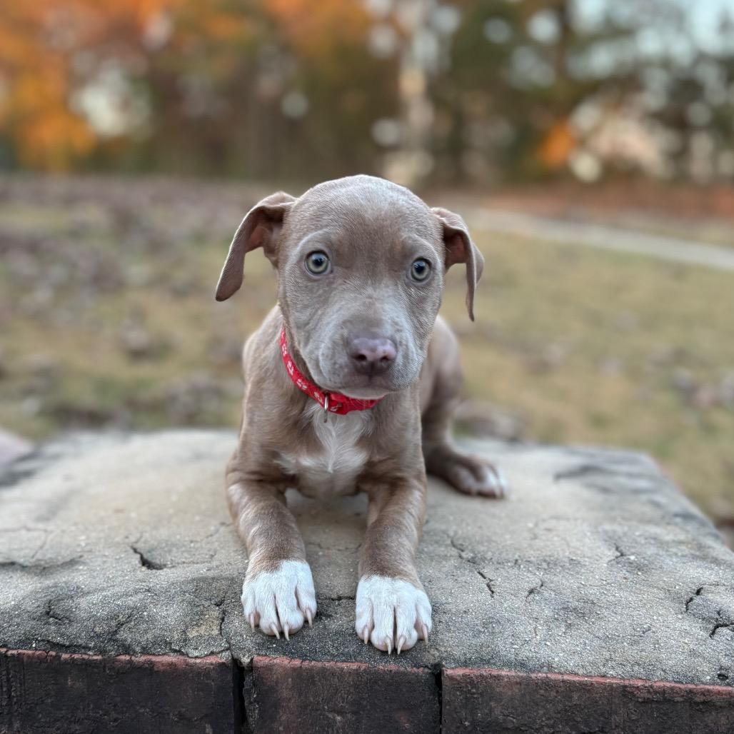 Shelley, a Adoptable mixed breed in Odenville, AL image 2/5