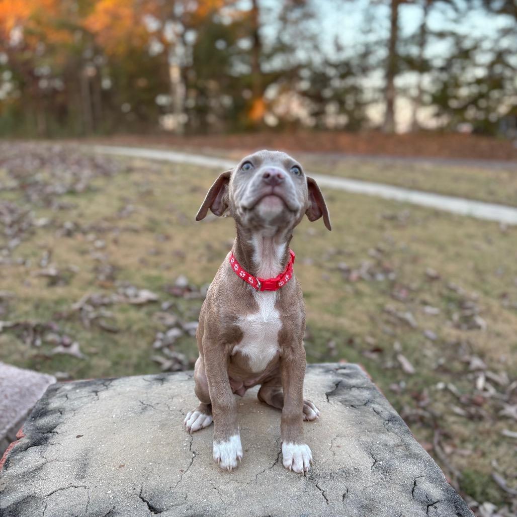 Shelley, a Adoptable mixed breed in Odenville, AL image 3/5