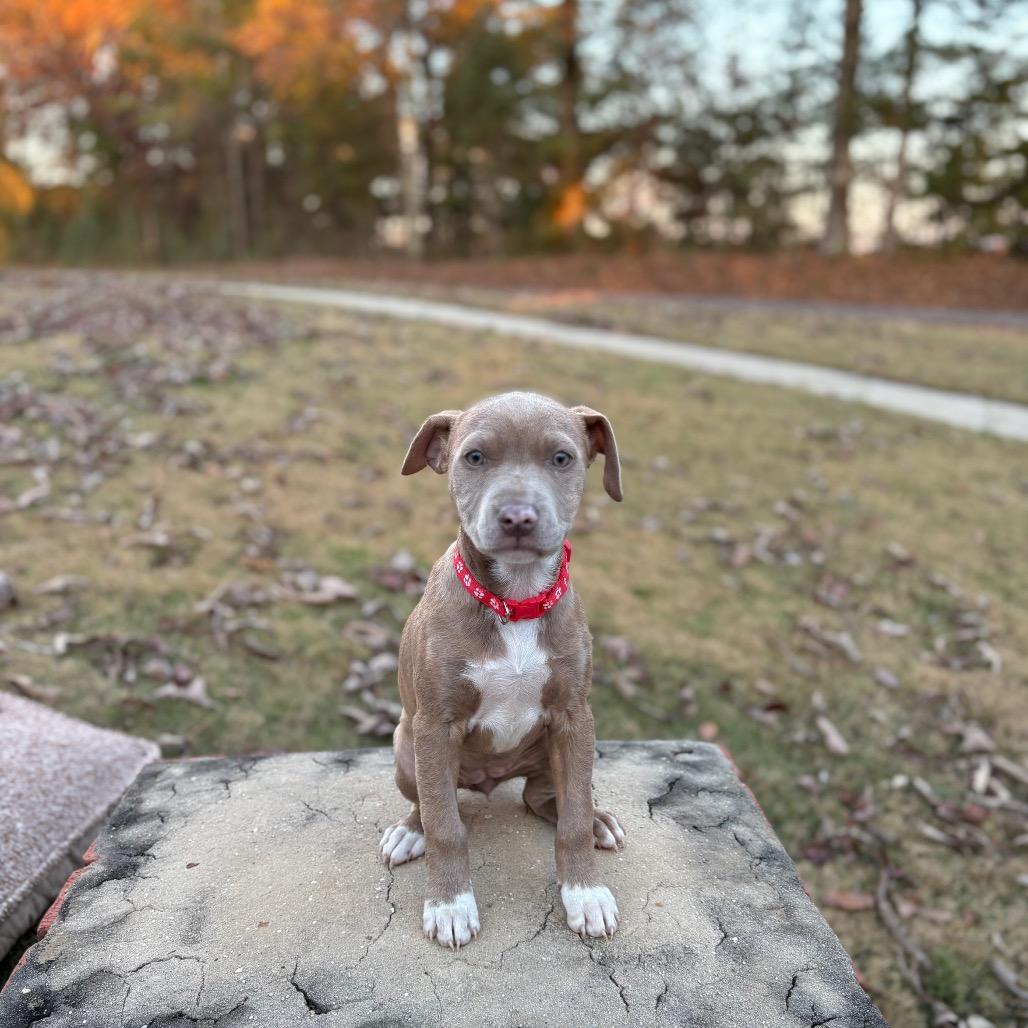 Shelley, a Adoptable mixed breed in Odenville, AL image 4/5