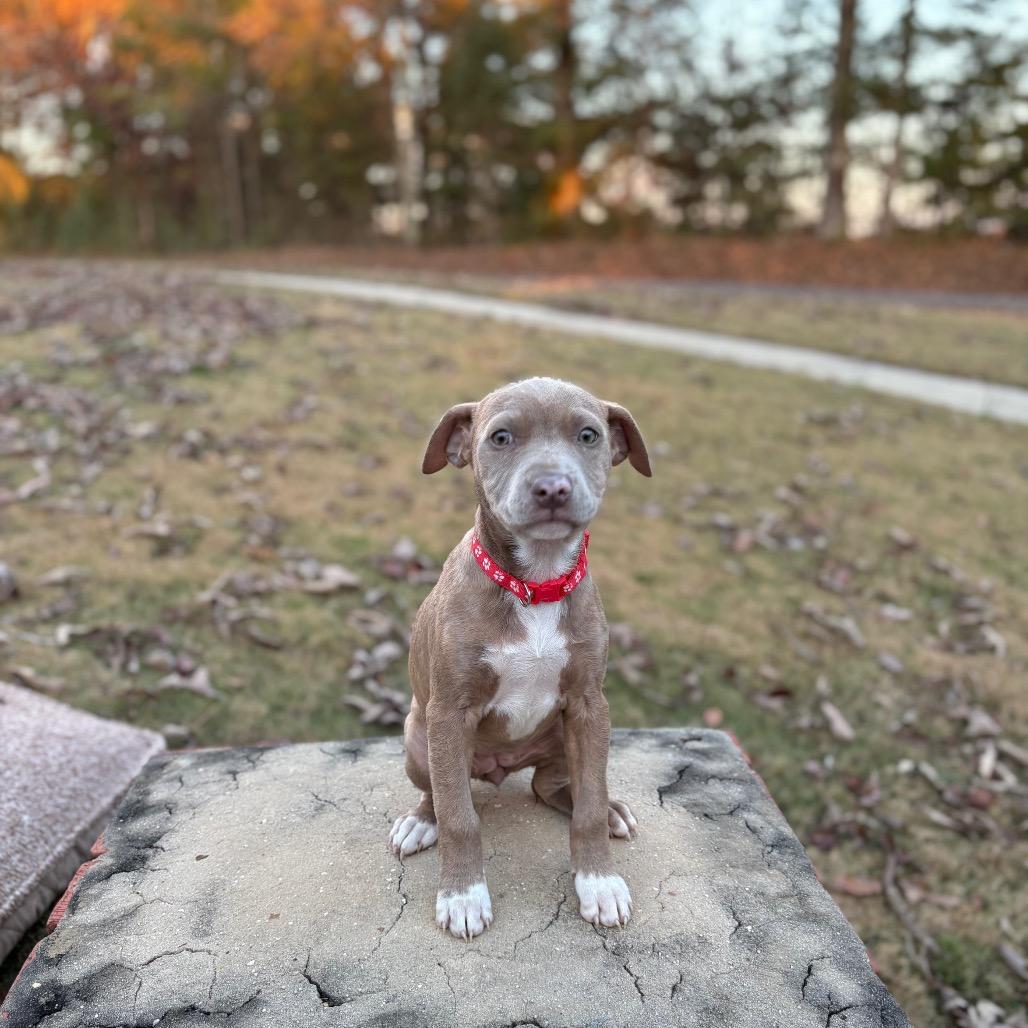 Shelley, a Adoptable mixed breed in Odenville, AL image 5/5