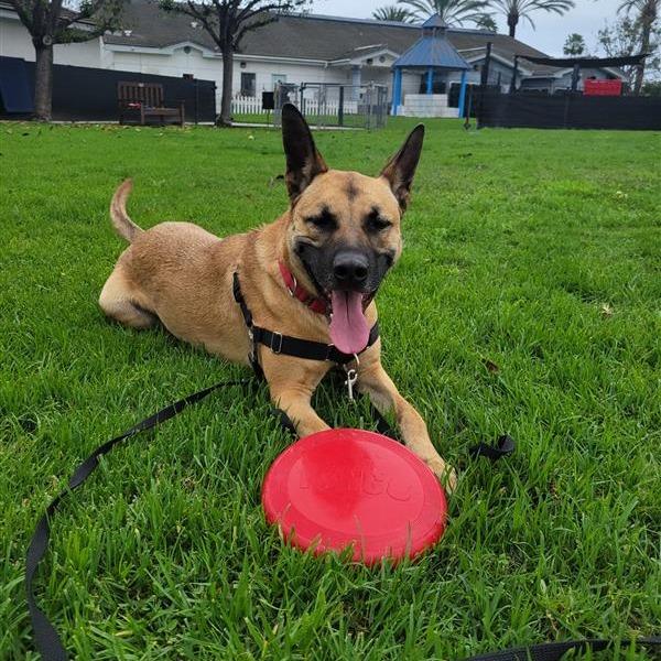 Enlarge Lukas, a Adoptable mixed breed in Long Beach, CA image 5/6