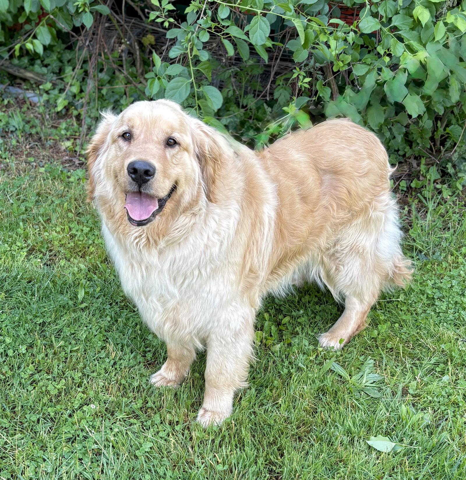 Sully, Adoptable, Young Male Golden Retriever.