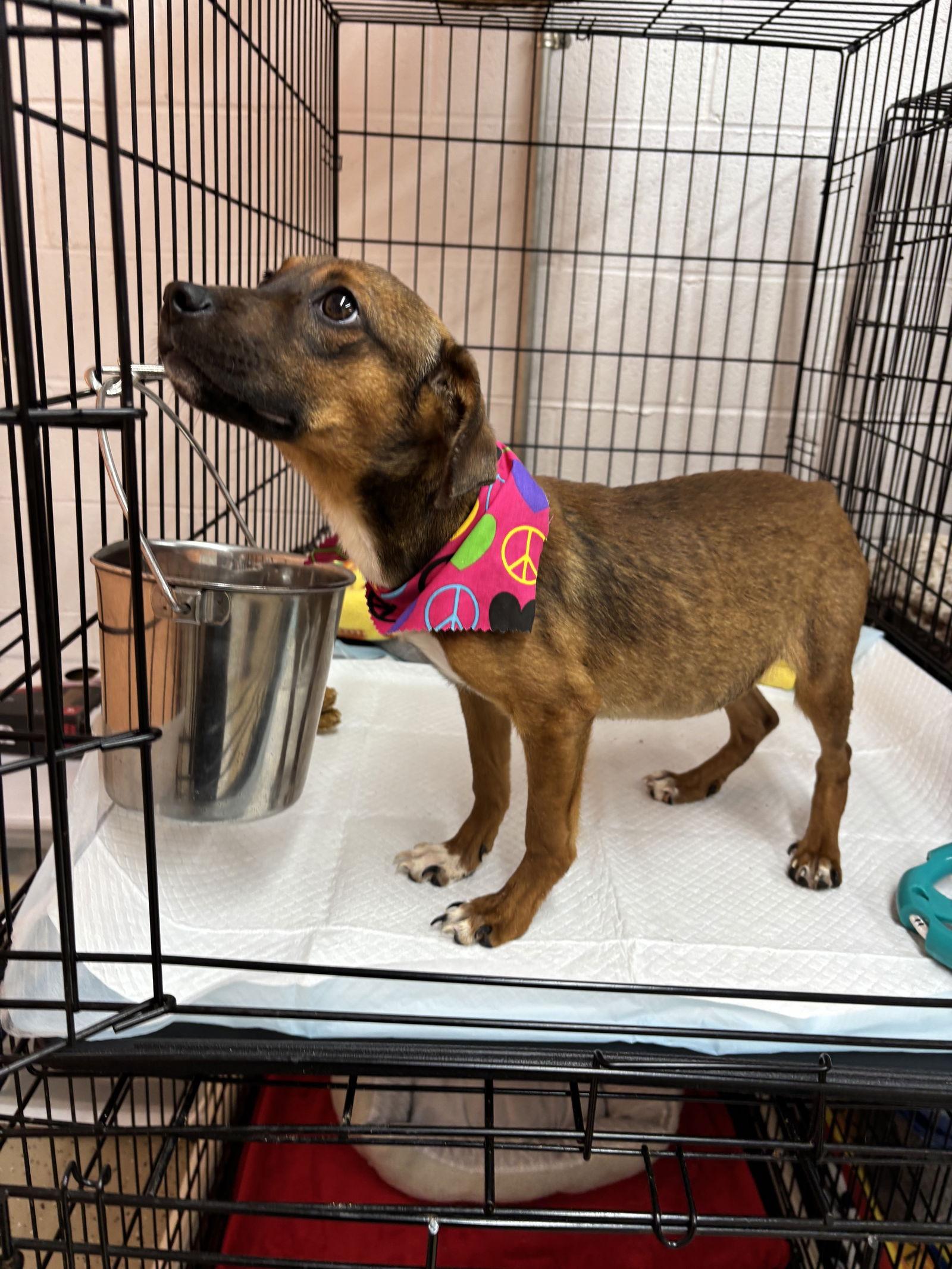 Ellie, Adoptable, Puppy Female Labrador Retriever & Beagle.