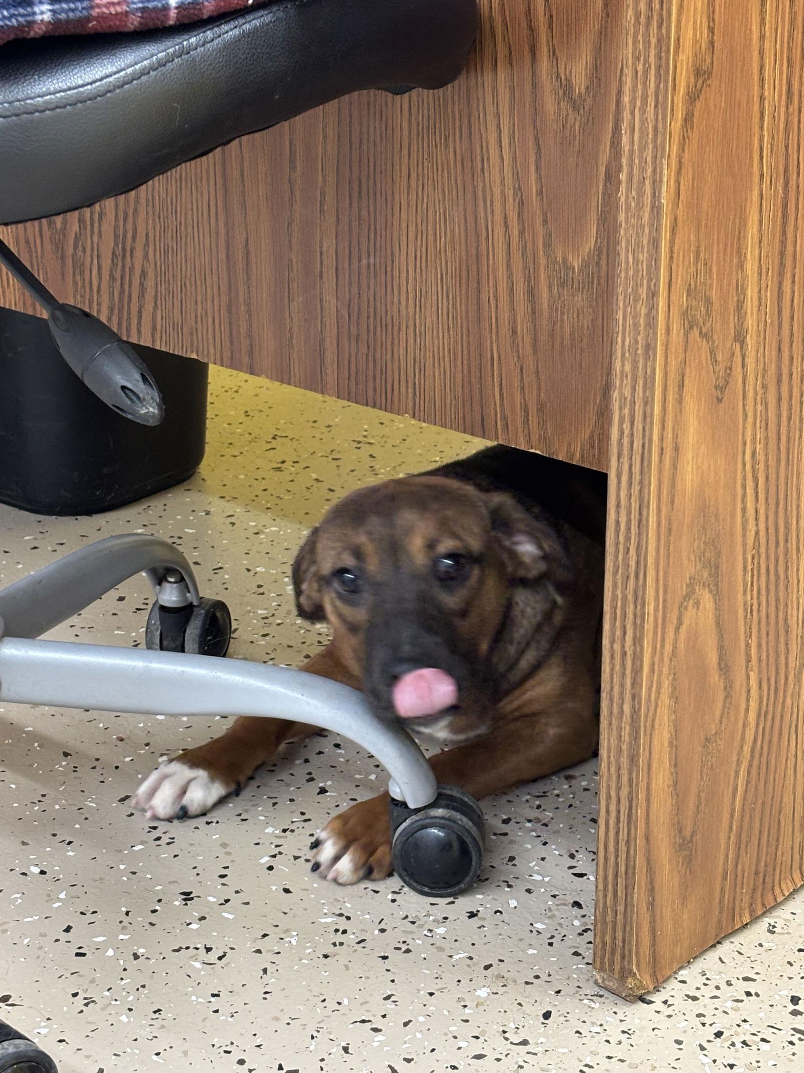 Enlarge Ellie, a Adopted mixed breed in York, SC image 1/3