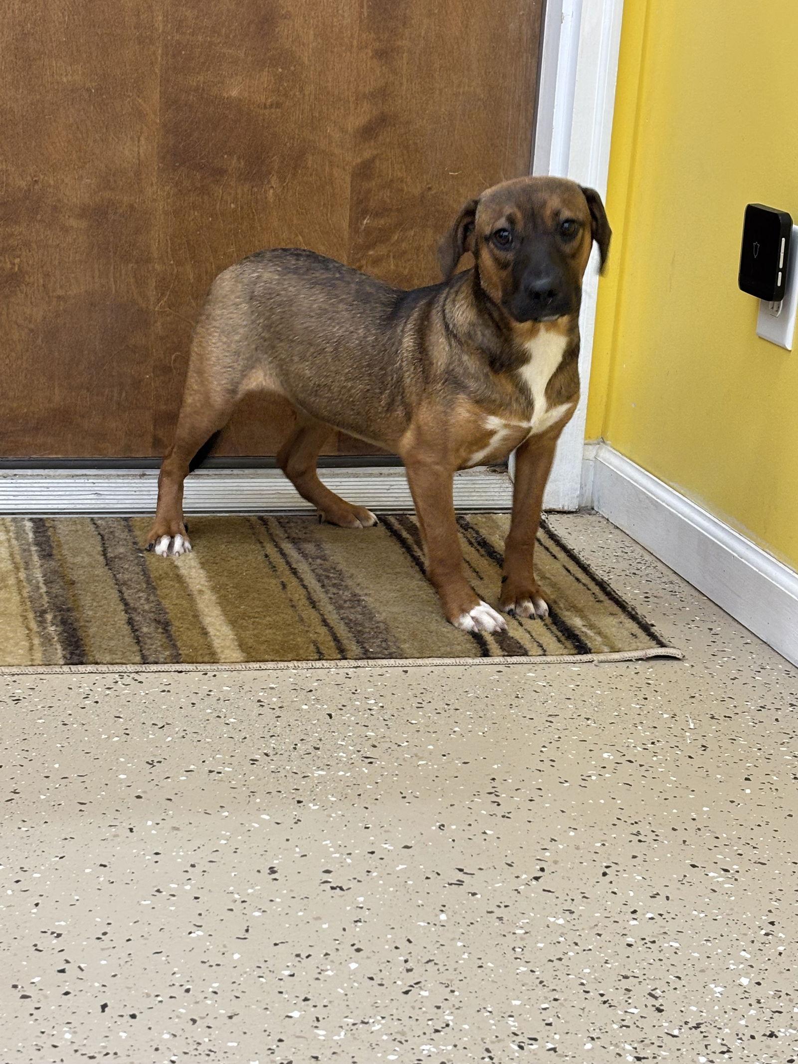 Enlarge Ellie, a Adopted mixed breed in York, SC image 2/3