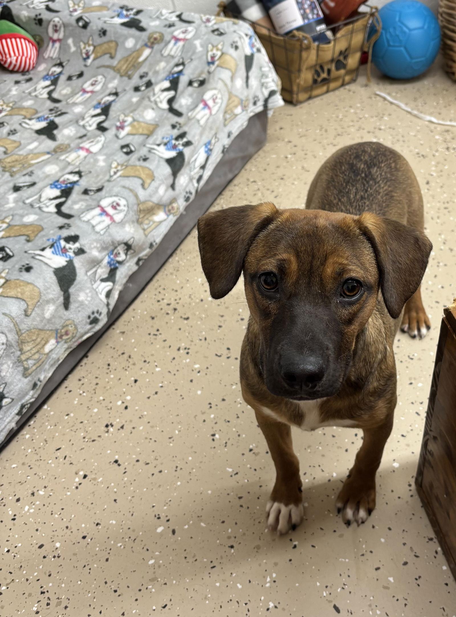 Enlarge Ellie, a Adopted mixed breed in York, SC image 3/3