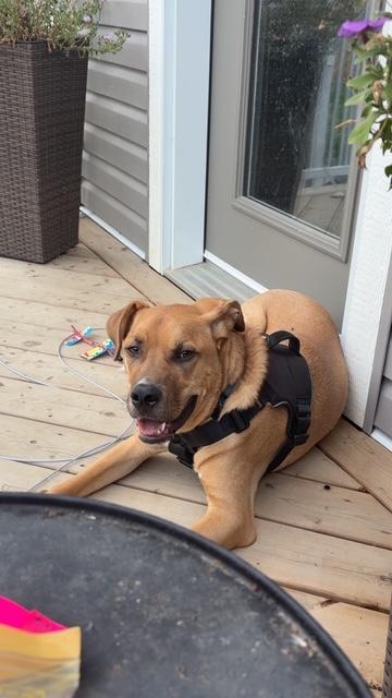 Enlarge Frizz Melman, a Adopted Mixed Breed in Saskatoon, SK image 3/6