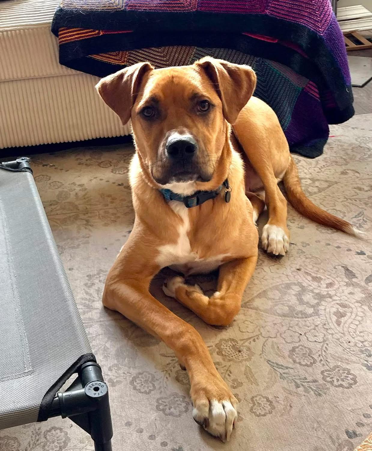 Frizz Melman, Adopted, Young Male Mixed Breed.