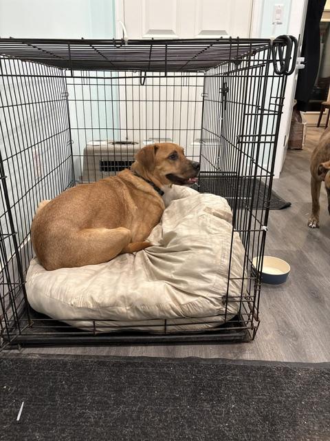 Enlarge Frizz Melman, a Adopted Mixed Breed in Saskatoon, SK image 4/6
