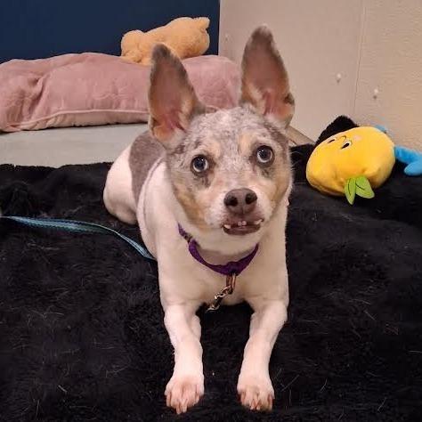 Aspen-In foster $99 - See my video!, Adoptable, Senior Male Rat Terrier & Mixed Breed.