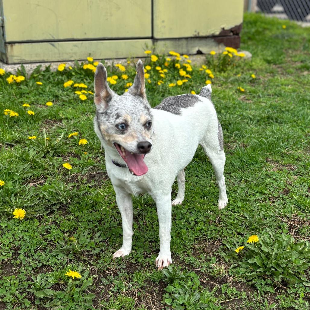 Enlarge Aspen-In foster $99 - See my video!, a Adoptable mixed breed in Springfield, MA image 2/6