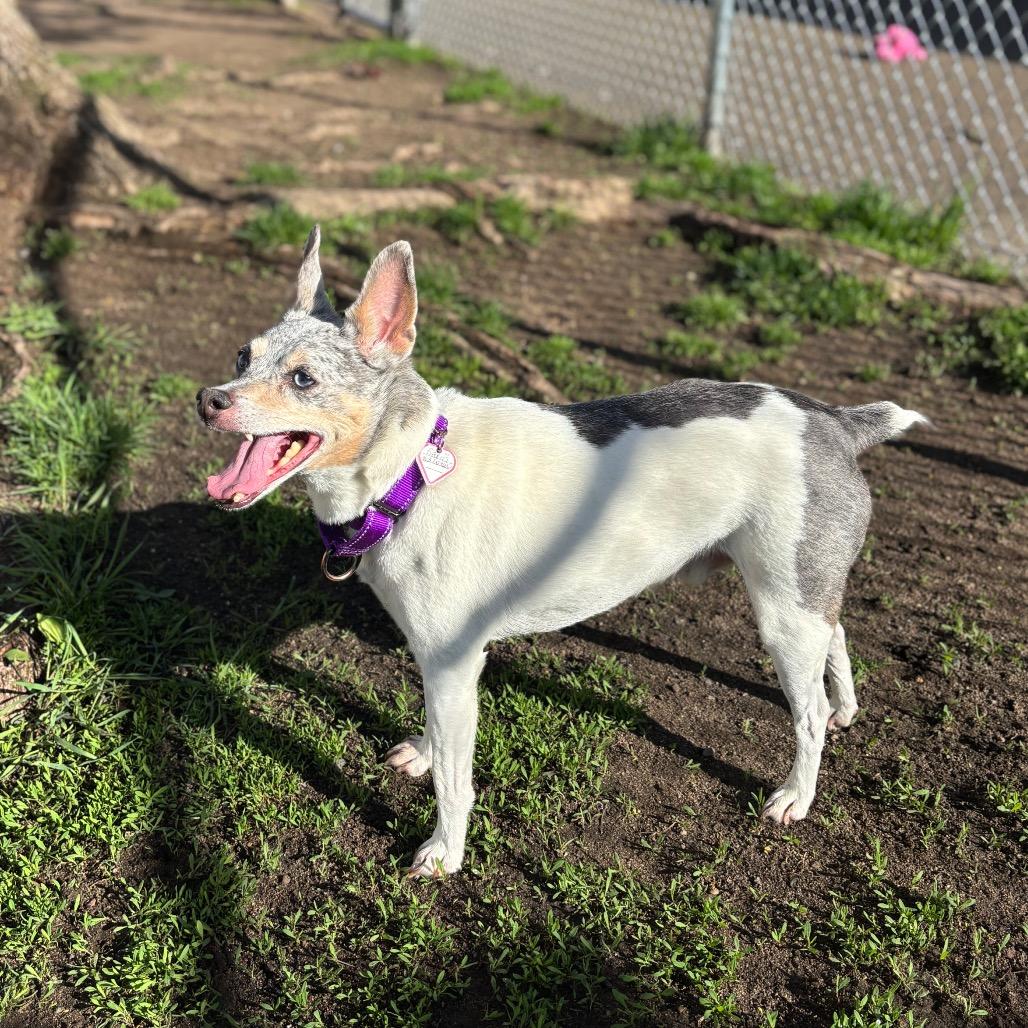 Enlarge Aspen-In foster $99 - See my video!, a Adoptable mixed breed in Springfield, MA image 3/6
