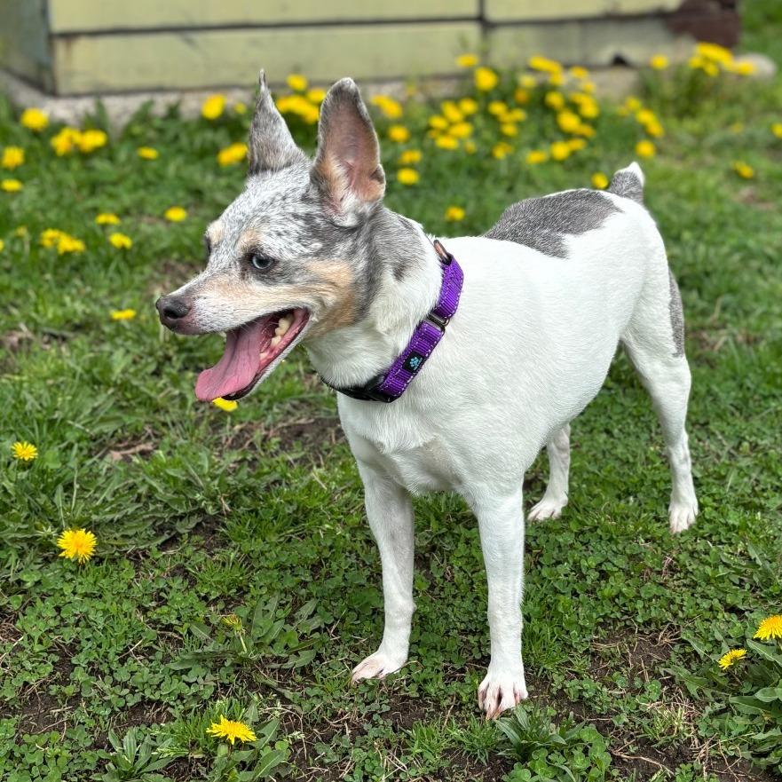 Enlarge Aspen-In foster $99 - See my video!, a Adoptable mixed breed in Springfield, MA image 4/6