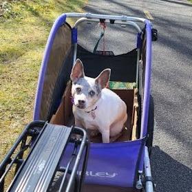 Enlarge Aspen-In foster $99 - See my video!, a Adoptable mixed breed in Springfield, MA image 5/6