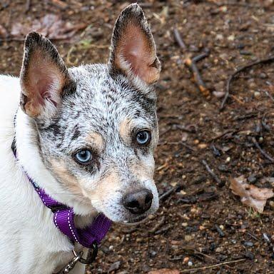 Enlarge Aspen-In foster $99 - See my video!, a Adoptable mixed breed in Springfield, MA image 6/6