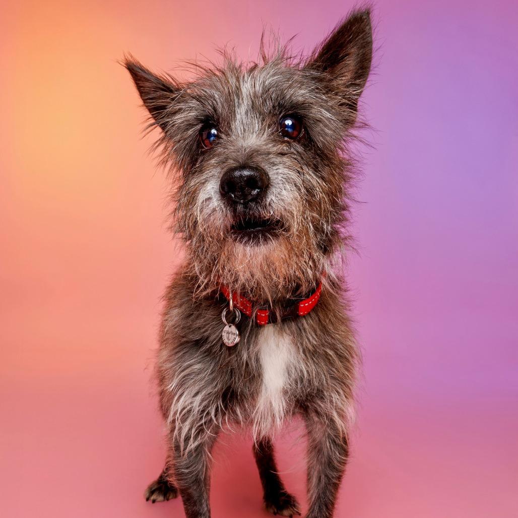 Tin Man, Adoptable, Senior Male Cairn Terrier.