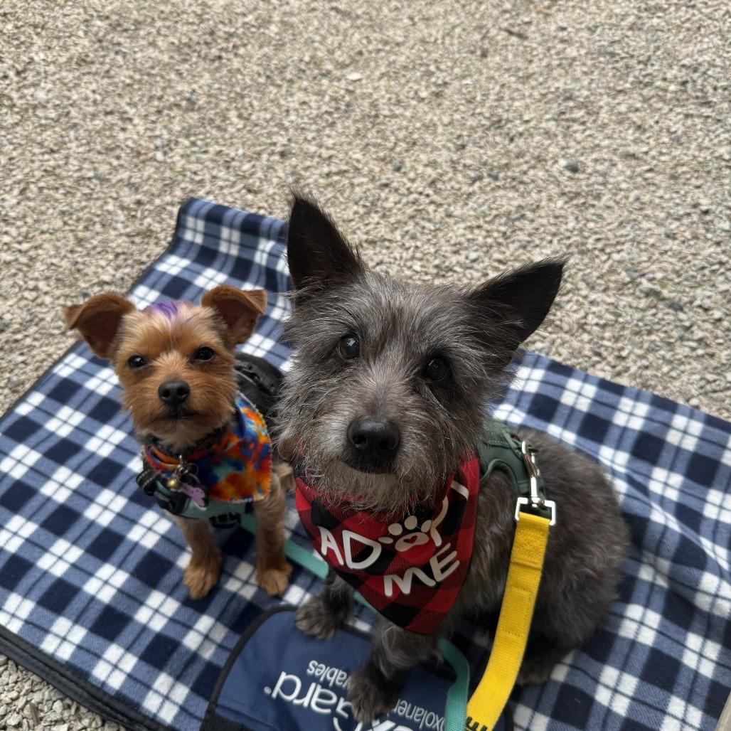 Enlarge Tin Man, a Adoptable Cairn Terrier in Raleigh, NC image 2/6