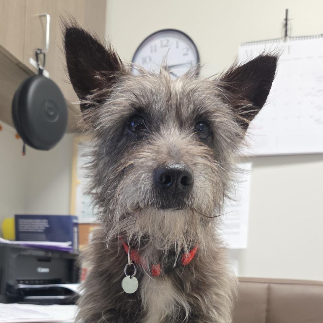 Enlarge Tin Man, a Adoptable Cairn Terrier in Raleigh, NC image 3/6