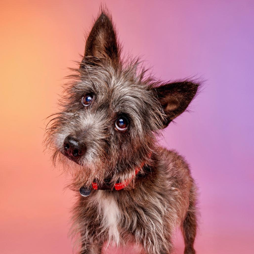 Enlarge Tin Man, a Adoptable Cairn Terrier in Raleigh, NC image 4/6