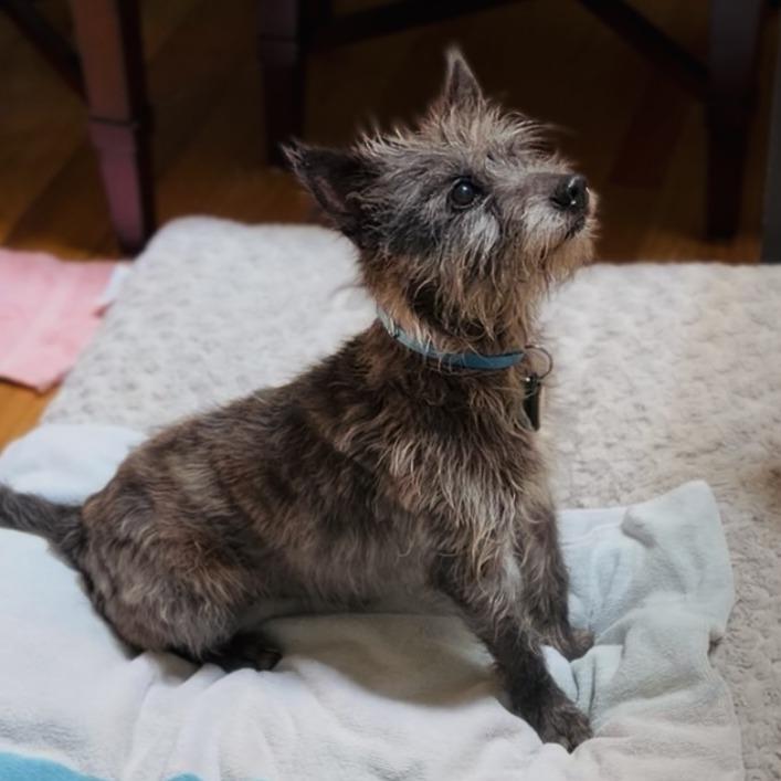Enlarge Tin Man, a Adoptable Cairn Terrier in Raleigh, NC image 5/6