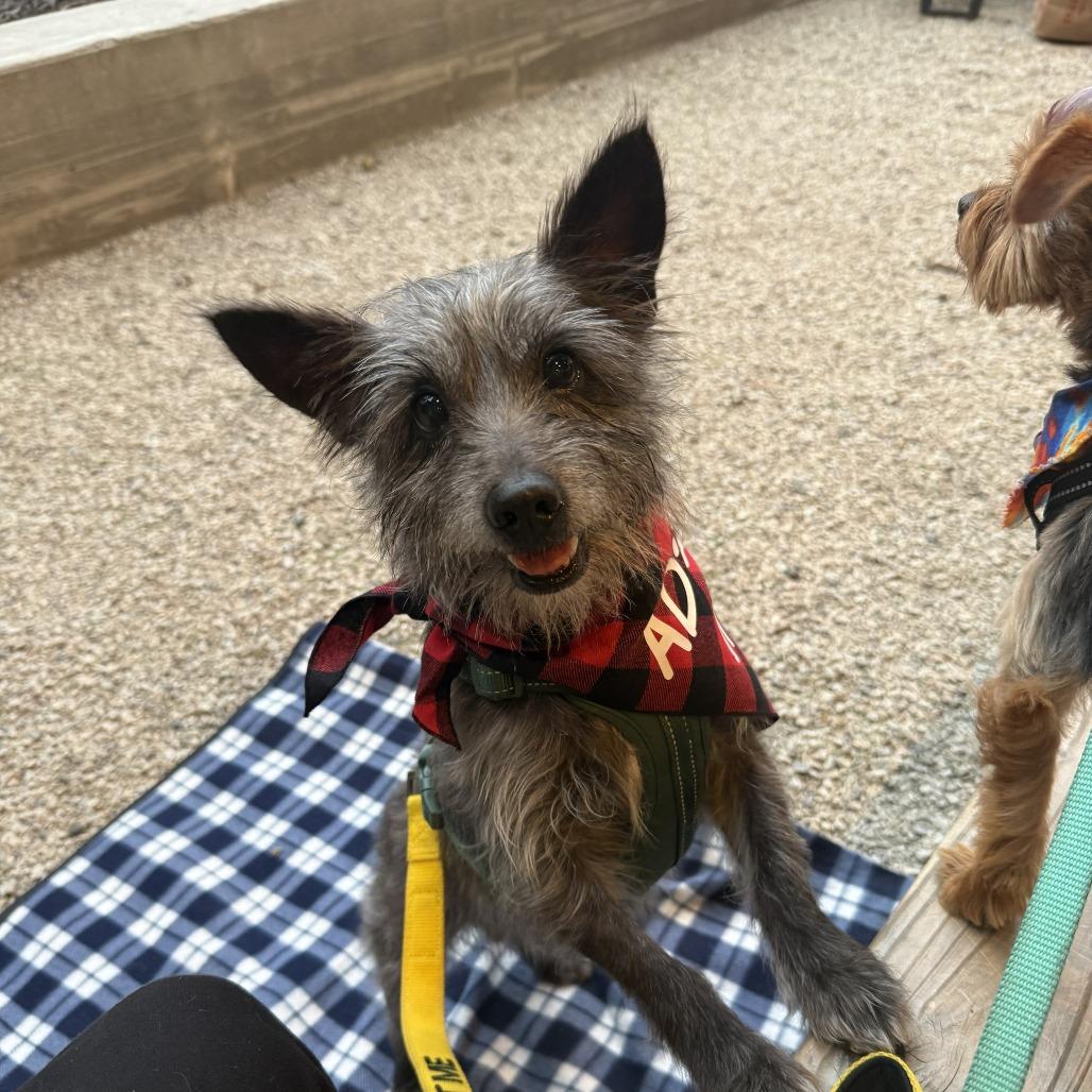 Enlarge Tin Man, a Adoptable Cairn Terrier in Raleigh, NC image 6/6