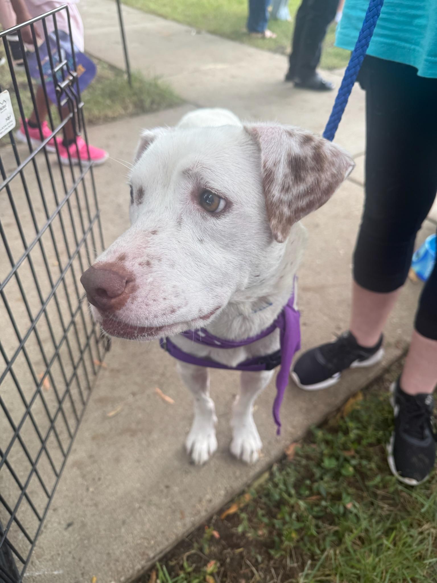 Enlarge Brienne of Tarth, a Adoptable Mixed Breed in Memphis, TN image 3/6