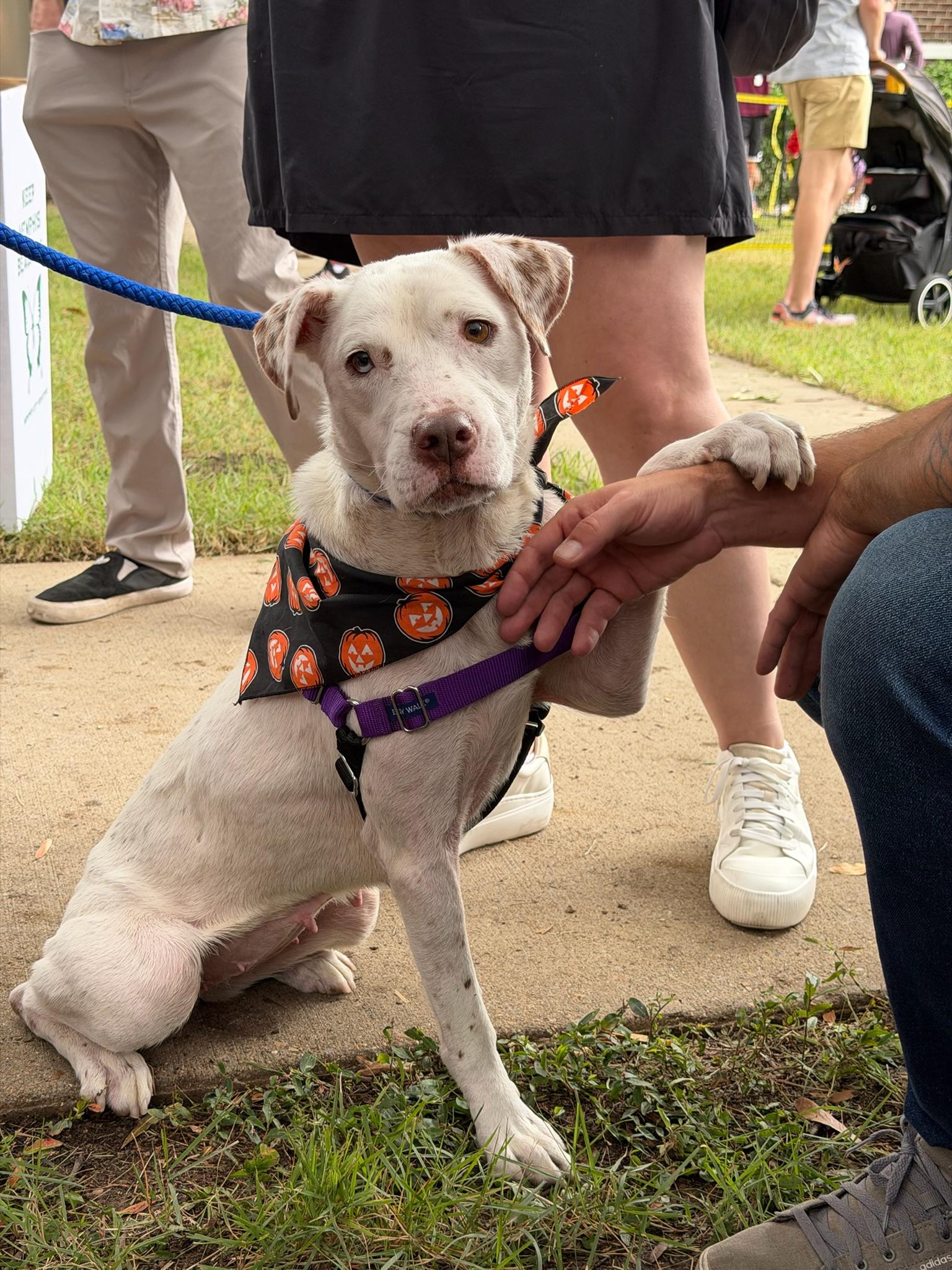 Enlarge Brienne of Tarth, a Adoptable Mixed Breed in Memphis, TN image 2/6