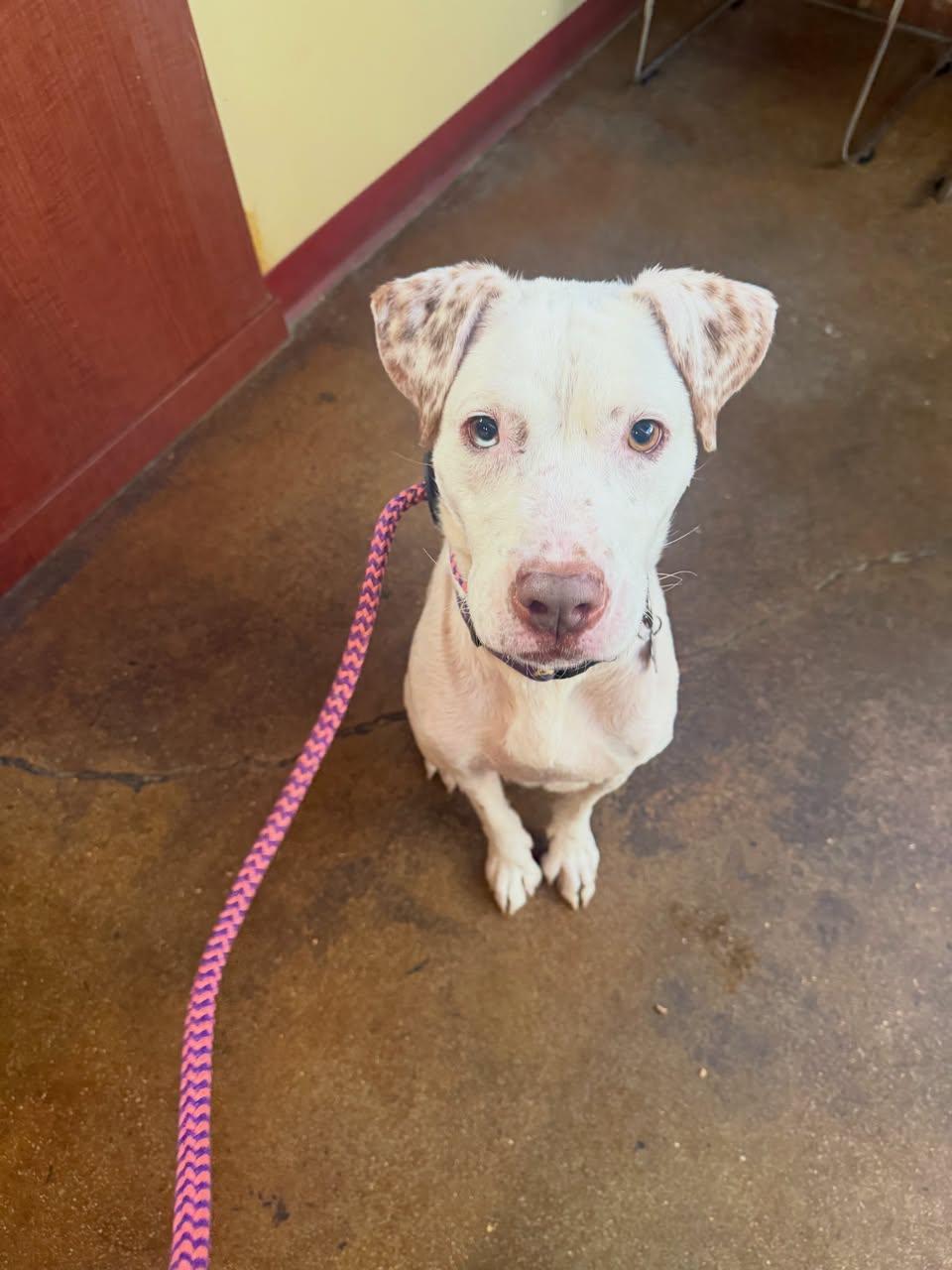 Enlarge Brienne of Tarth, a Adoptable Mixed Breed in Memphis, TN image 5/6
