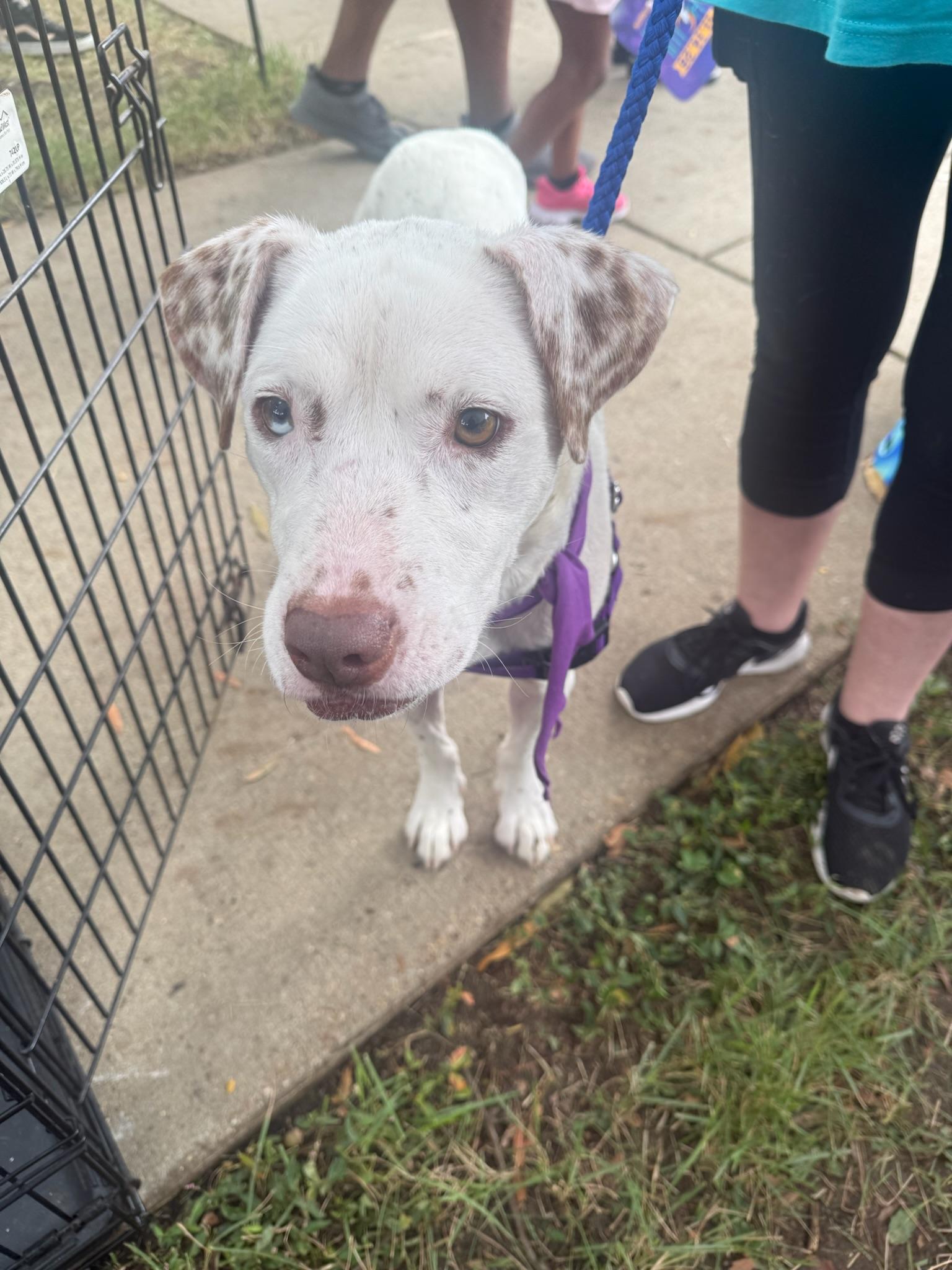 Enlarge Brienne of Tarth, a Adoptable Mixed Breed in Memphis, TN image 4/6