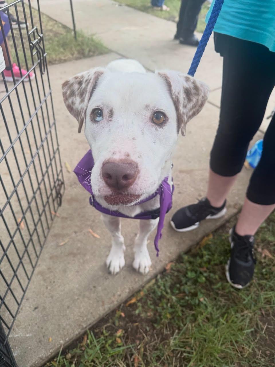 Brienne of Tarth, Adoptable, Adult Female Mixed Breed.