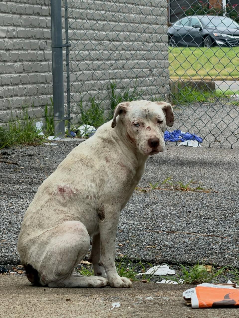 Brienne of Tarth, a ADOPTABLE Mixed Breed in Memphis, TN image 2/2