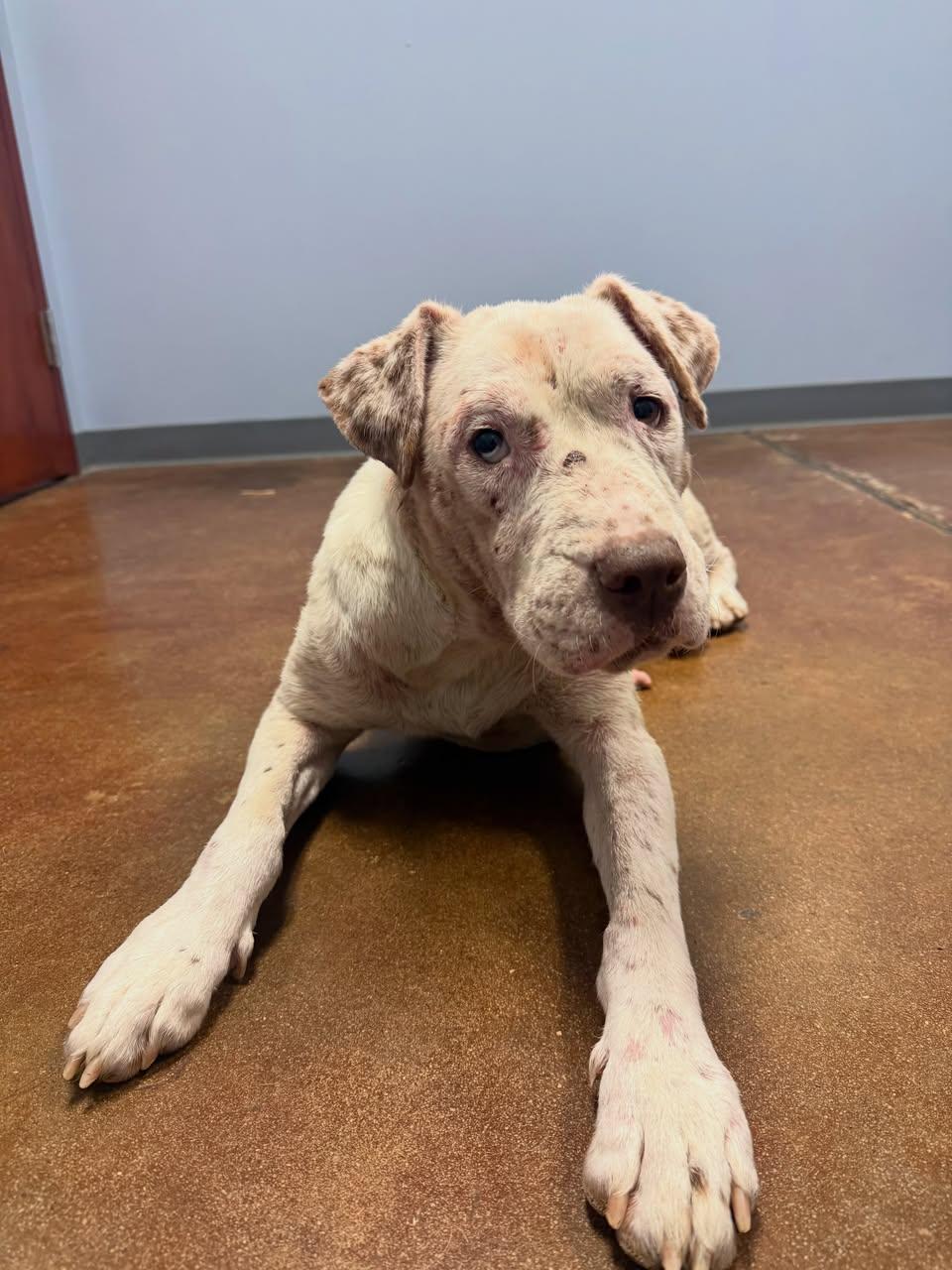 Brienne of Tarth, ADOPTABLE, Adult Female Mixed Breed.