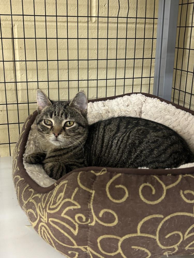 Enlarge Chowder, a Adoptable Domestic Short Hair in Kalamazoo, MI image 1/1