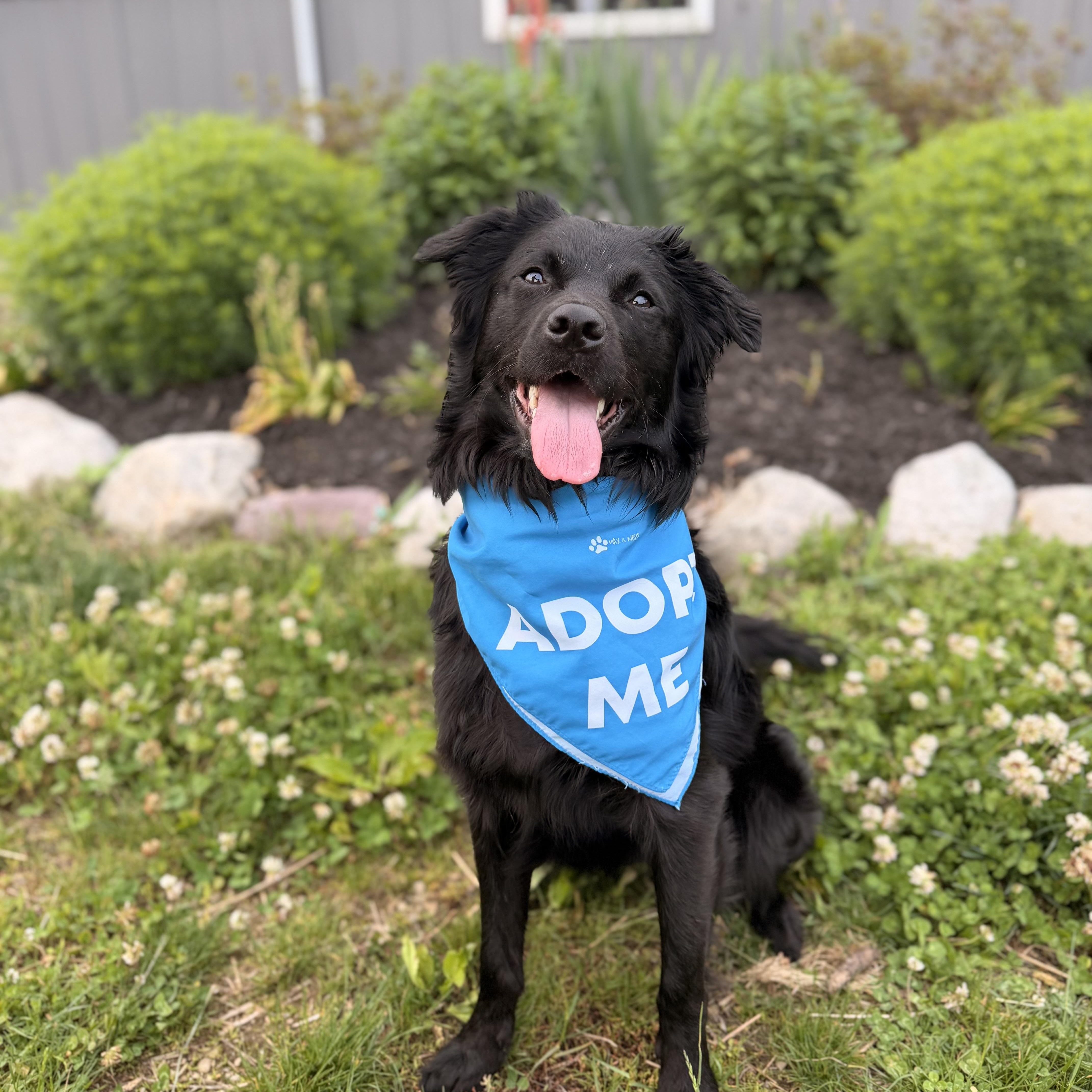 Enlarge Luna, an adoptable mixed breed in Framingham, , MA image 1/6