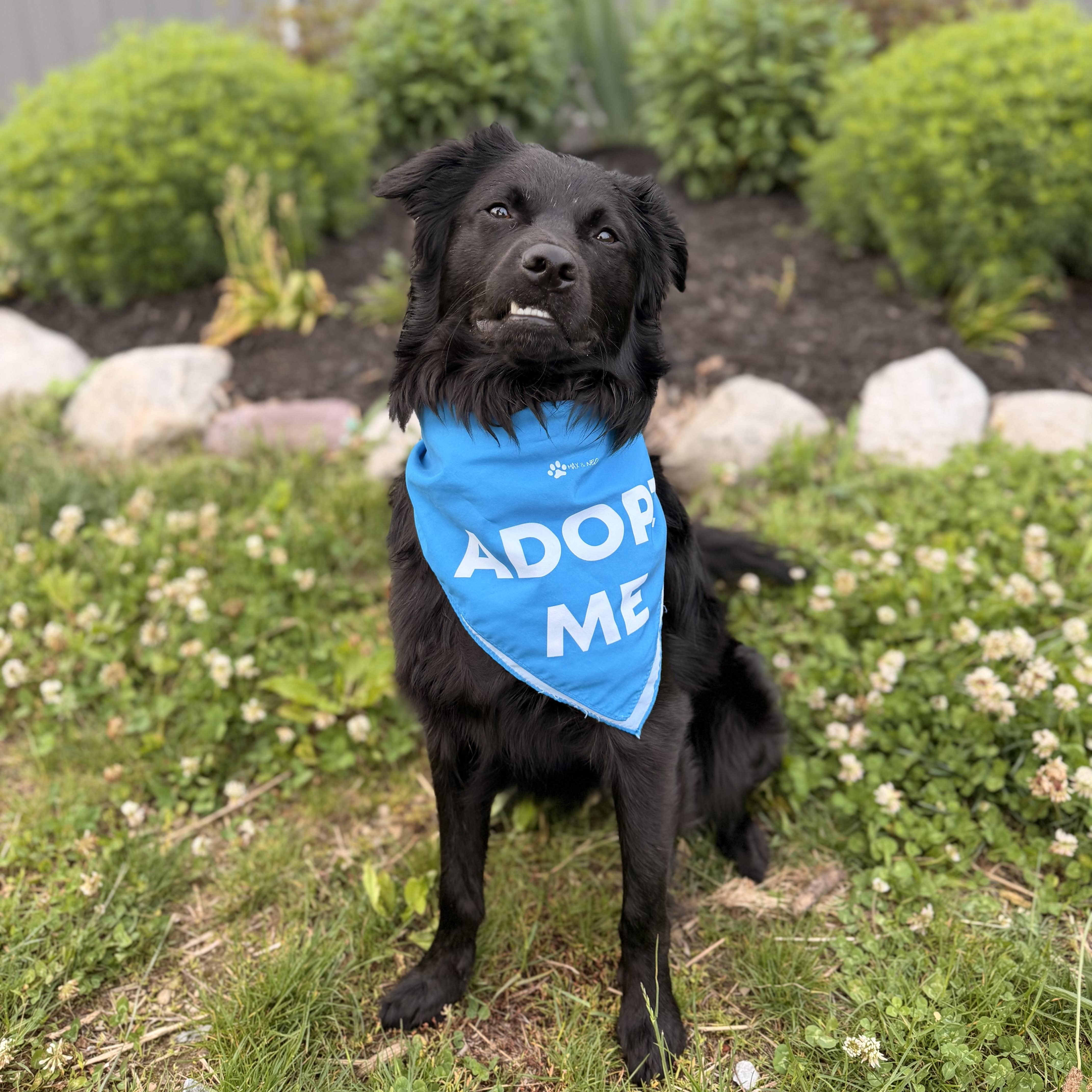 Enlarge Luna, an adoptable mixed breed in Framingham, , MA image 2/6