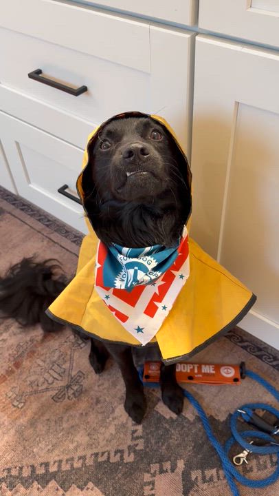 Enlarge Luna, an adoptable mixed breed in Framingham, , MA video 4/6