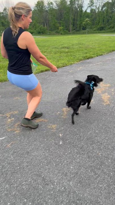Enlarge Luna, an adoptable mixed breed in Framingham, , MA video 5/6