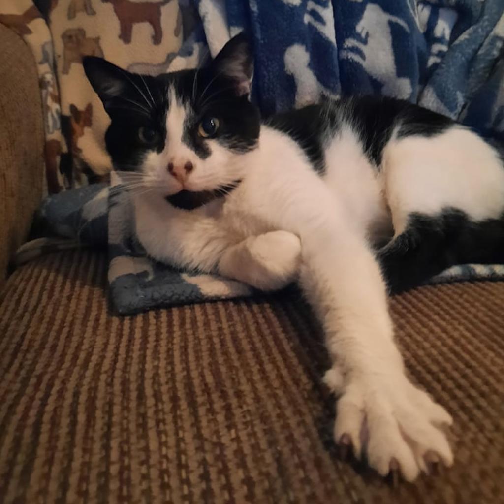 Enlarge Jasper, a Adoptable Domestic Short Hair in Liberty, IN image 1/1