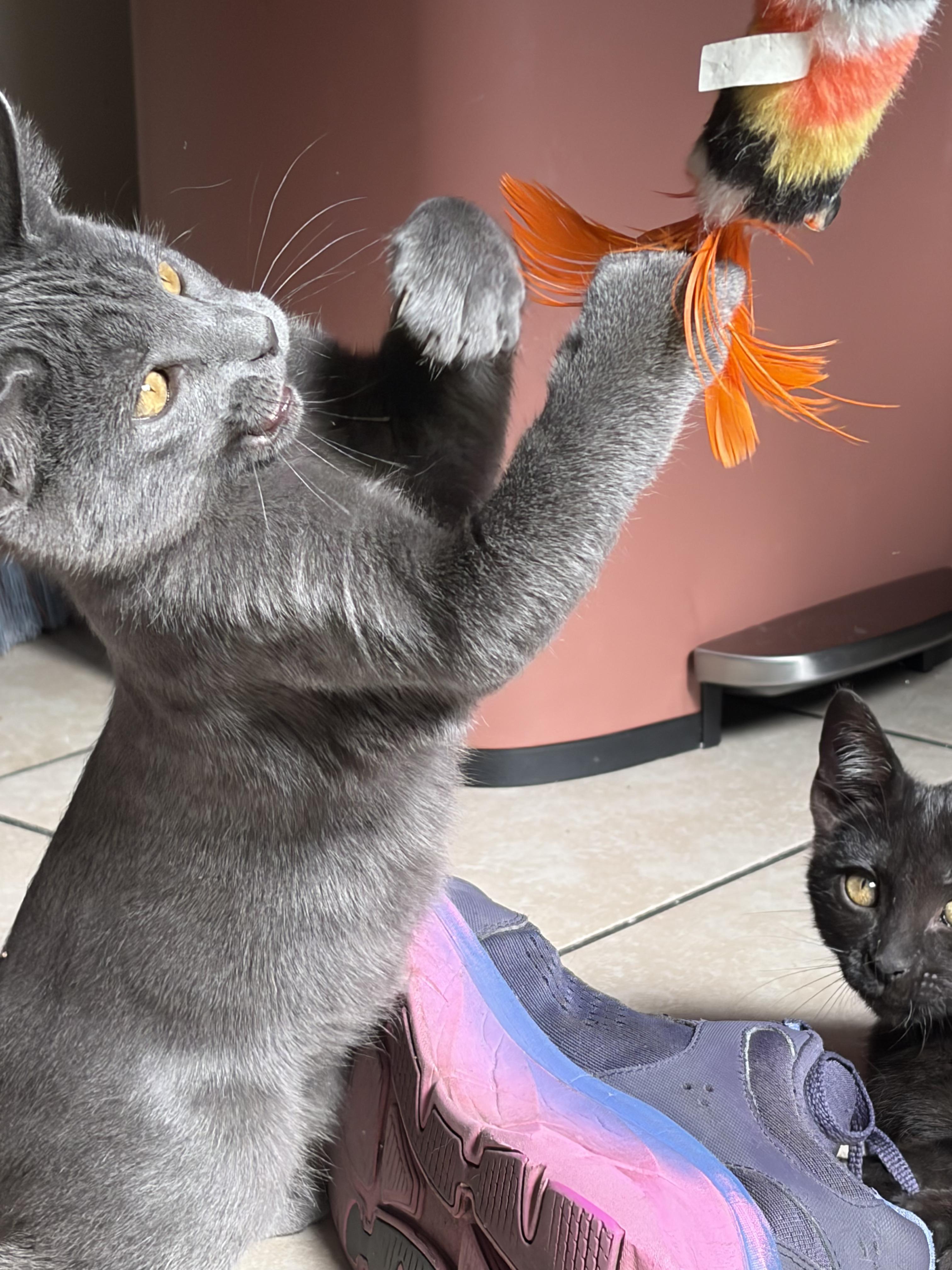 Enlarge Tootles (A141320), a Adopted Domestic Short Hair in Burbank, CA image 2/6