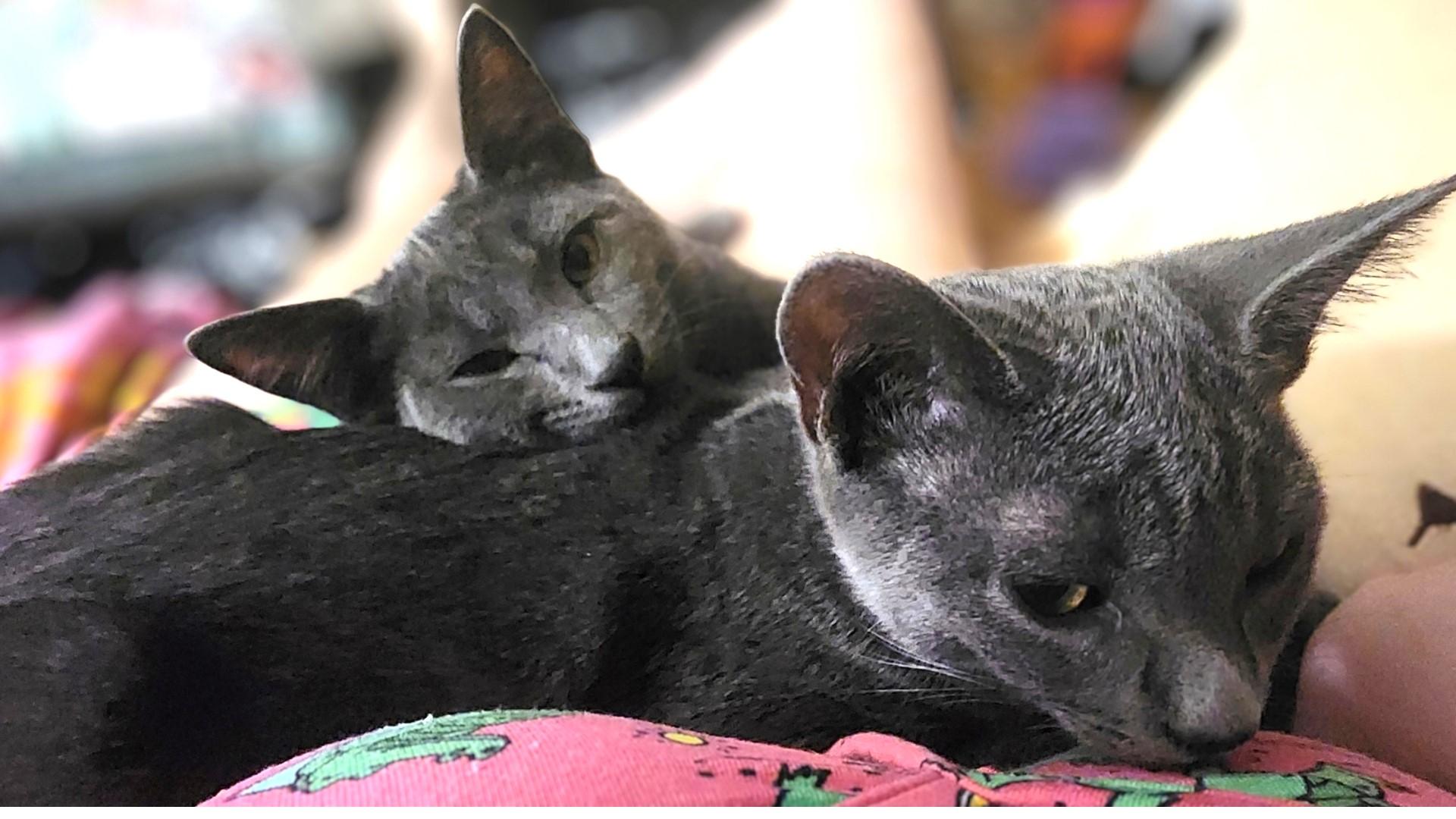 Enlarge Tootles (A141320), a Adopted Domestic Short Hair in Burbank, CA image 3/6