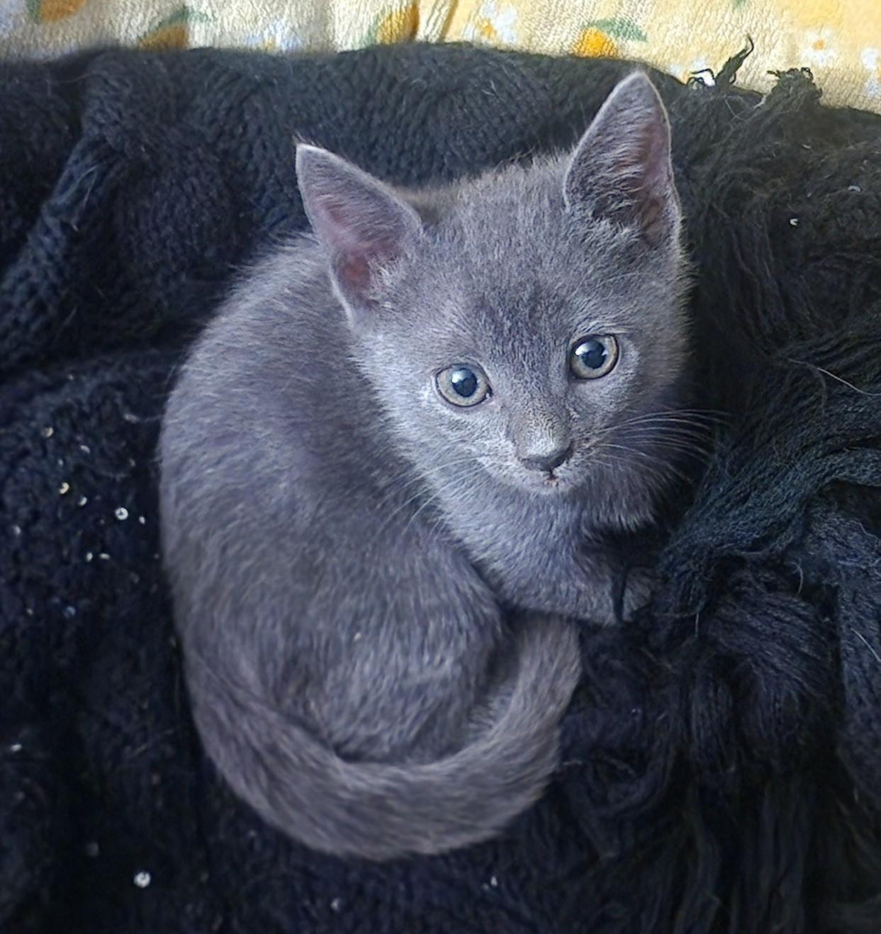 Enlarge Tootles (A141320), a Adopted Domestic Short Hair in Burbank, CA image 4/6