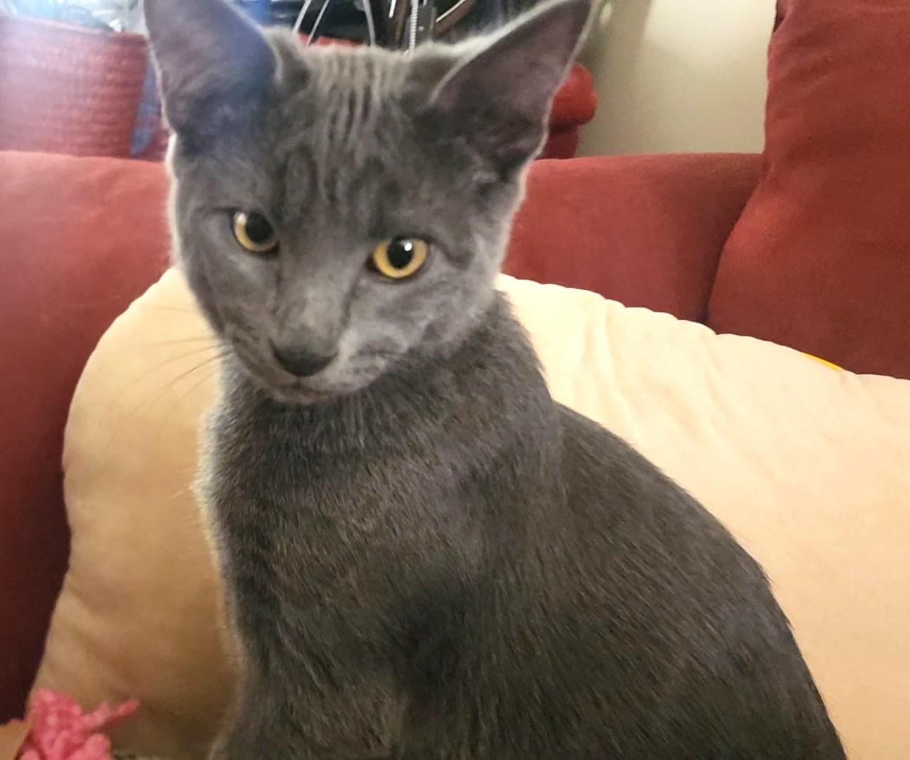 Enlarge Tootles (A141320), a Adopted Domestic Short Hair in Burbank, CA image 1/6