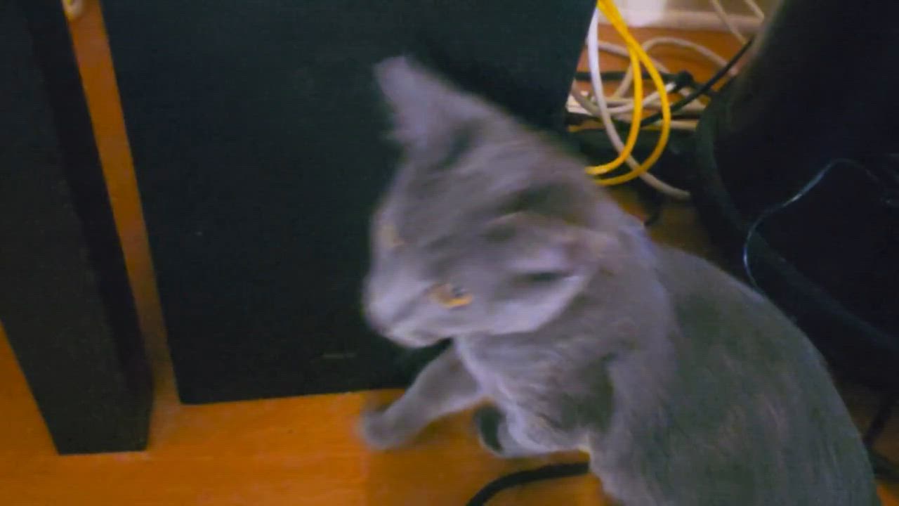 Enlarge Tootles (A141320), a Adopted Domestic Short Hair in Burbank, CA video 5/6