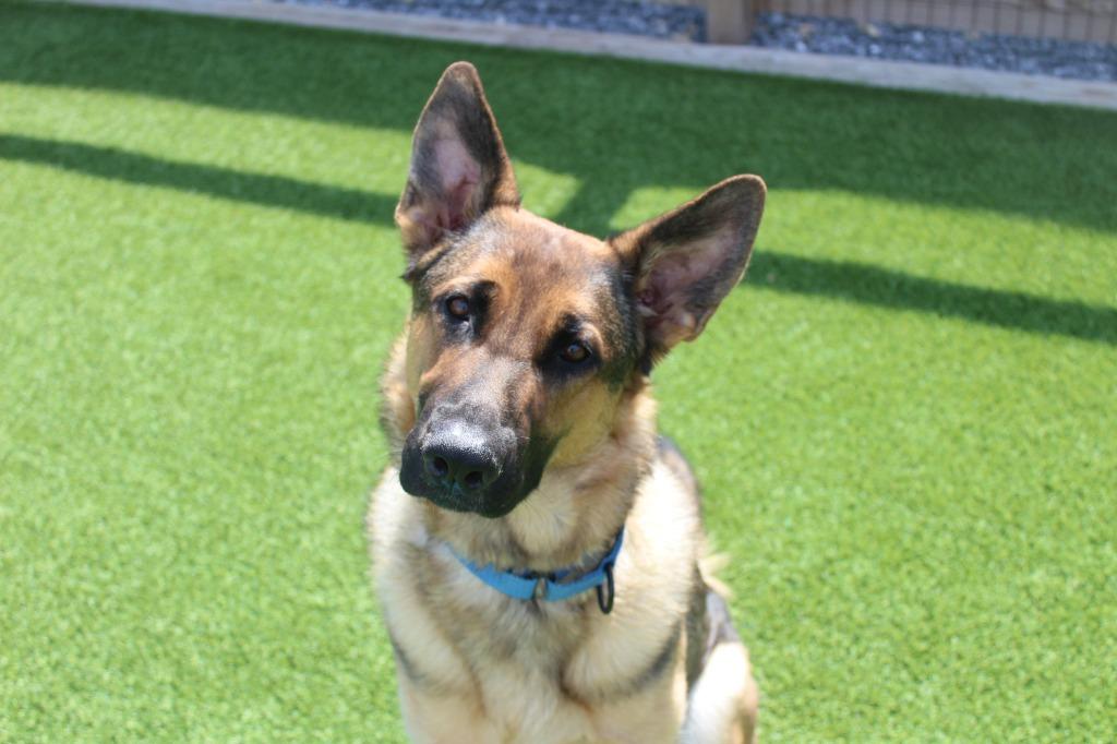 Indy, ADOPTABLE, Young Female German Shepherd Dog.