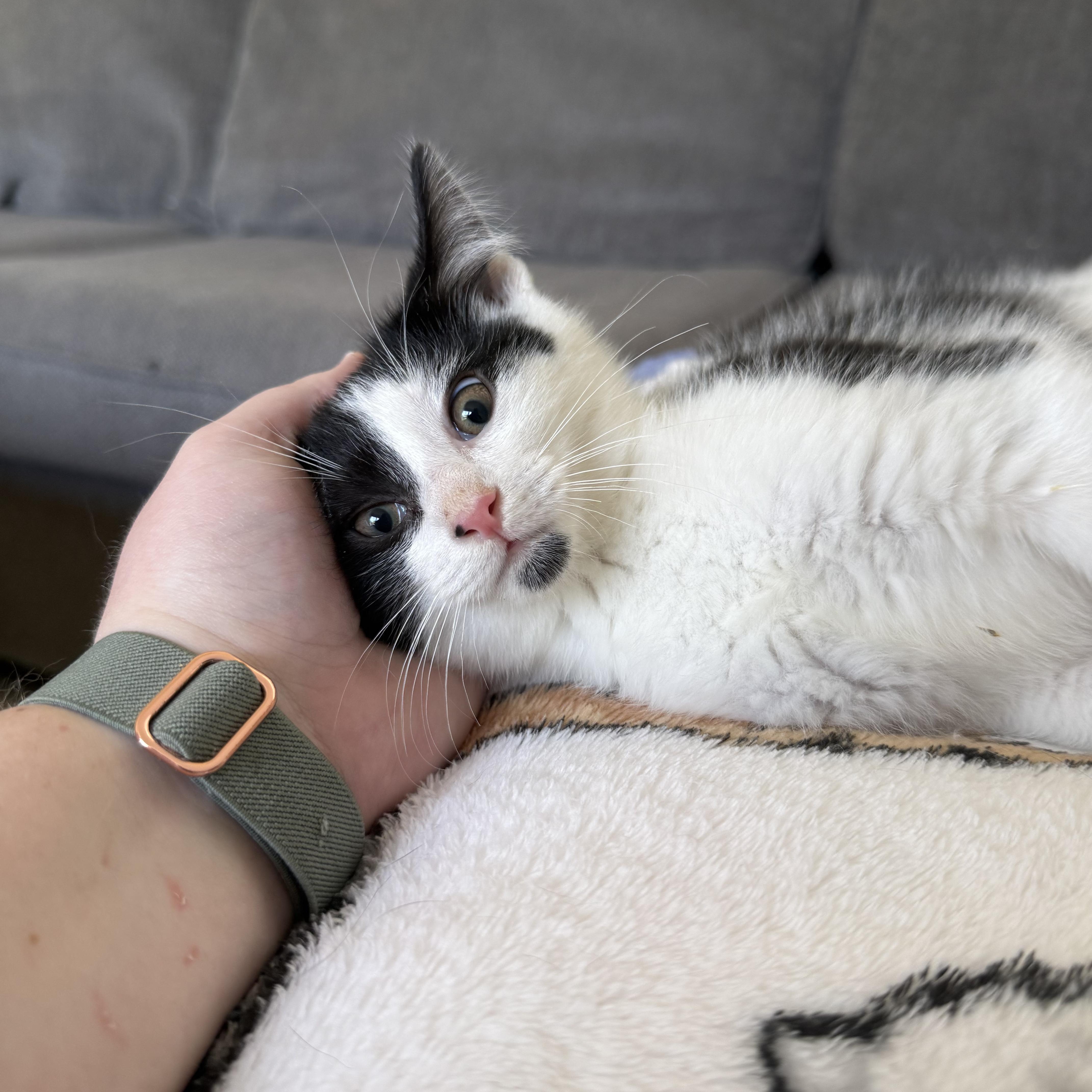 Sapphire, an adopted Domestic Short Hair in Miamisburg, OH image 1/6