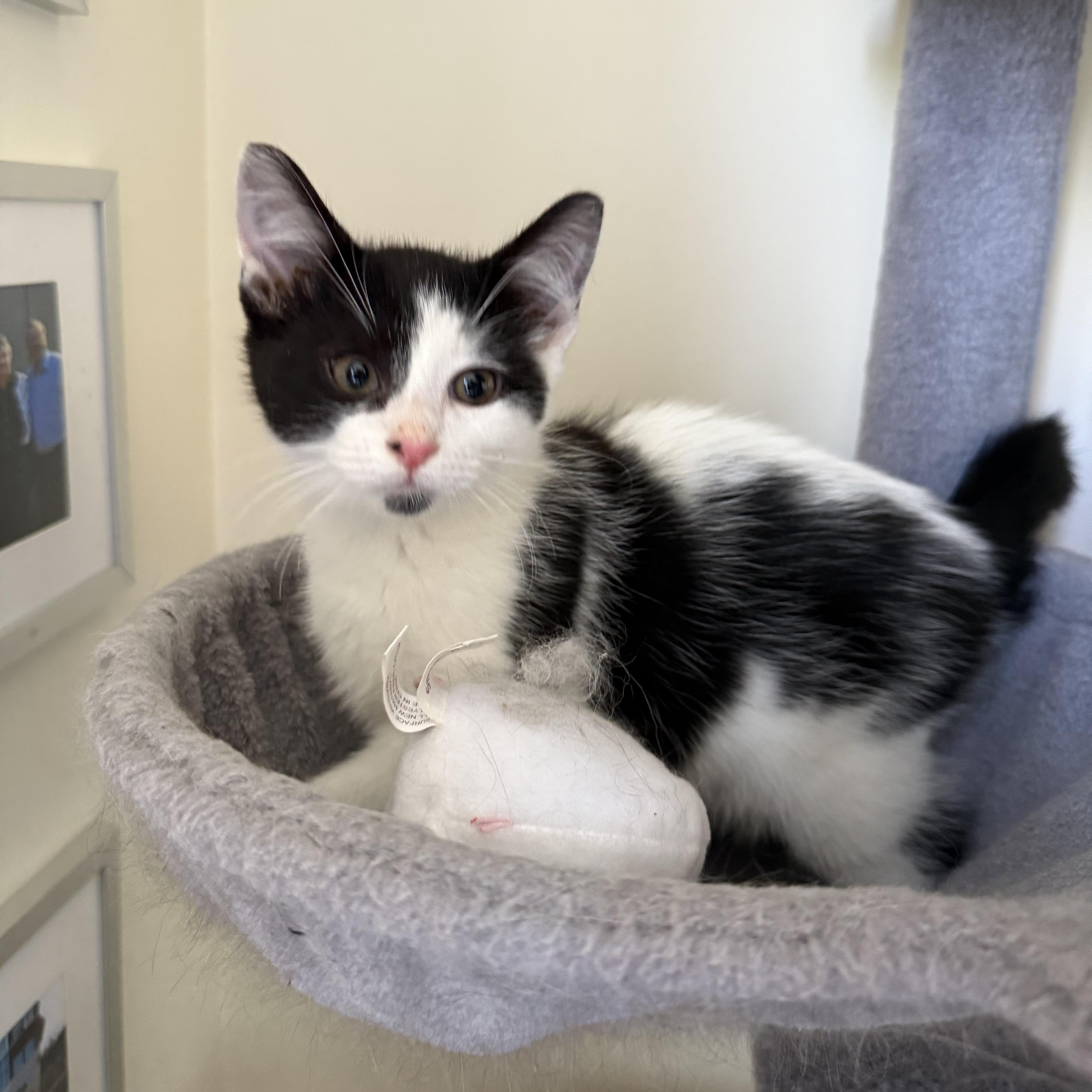 Sapphire, an adopted Domestic Short Hair in Miamisburg, OH image 3/6